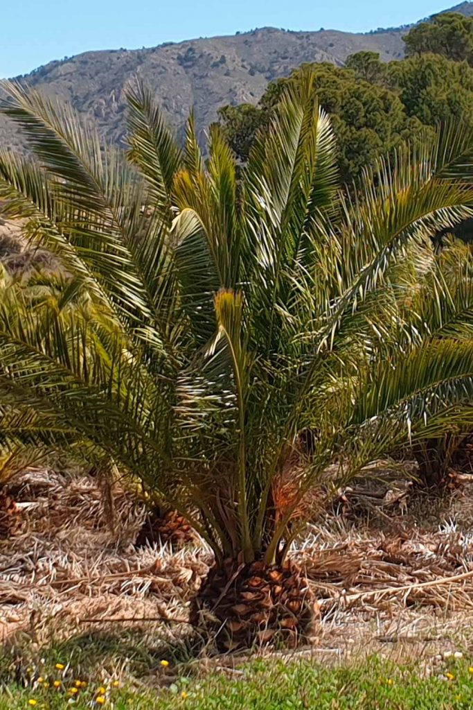 plantas-cepellon-phoenix-canariensis vivero de produccion y venta de plantas de cepellon phoenix canariensis